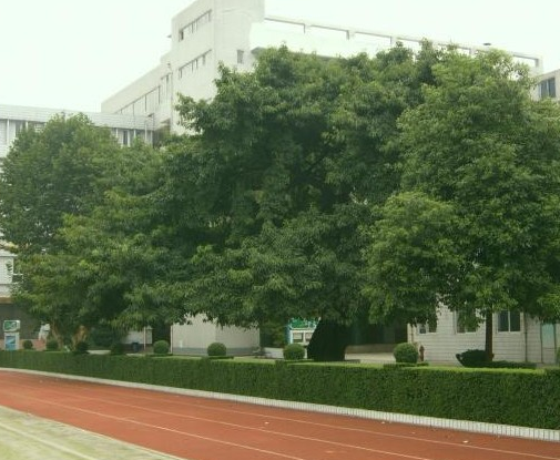 成都石室錦城外國語學(xué)校校園風采