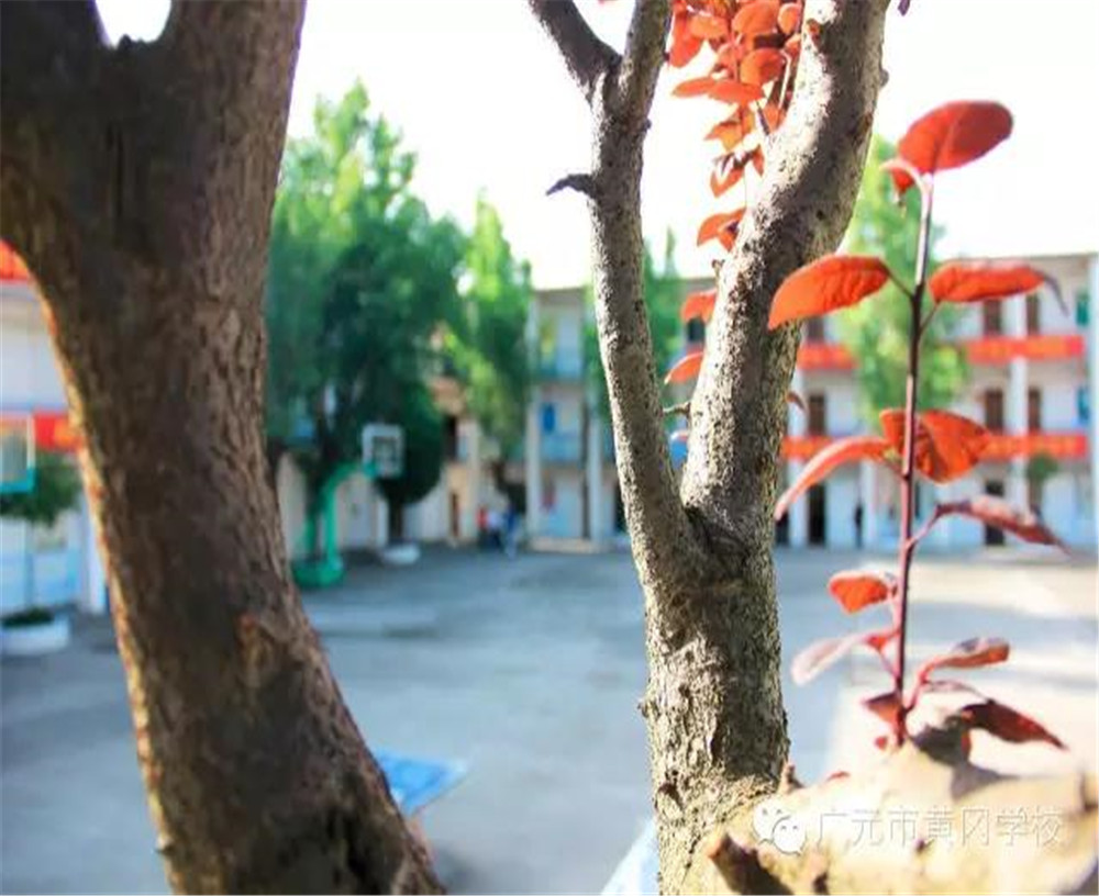 廣元市黃岡學(xué)校詳細(xì)地址在什么地方？
