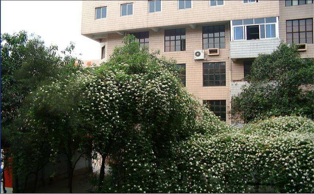 石室聯(lián)合中學(xué)蜀華分校2020年招生計(jì)劃是多少？
