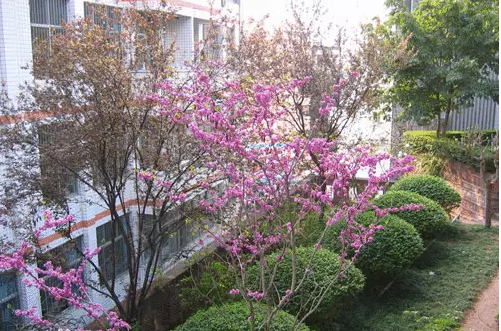 三星中學(xué)的本科升學(xué)率是多少？
