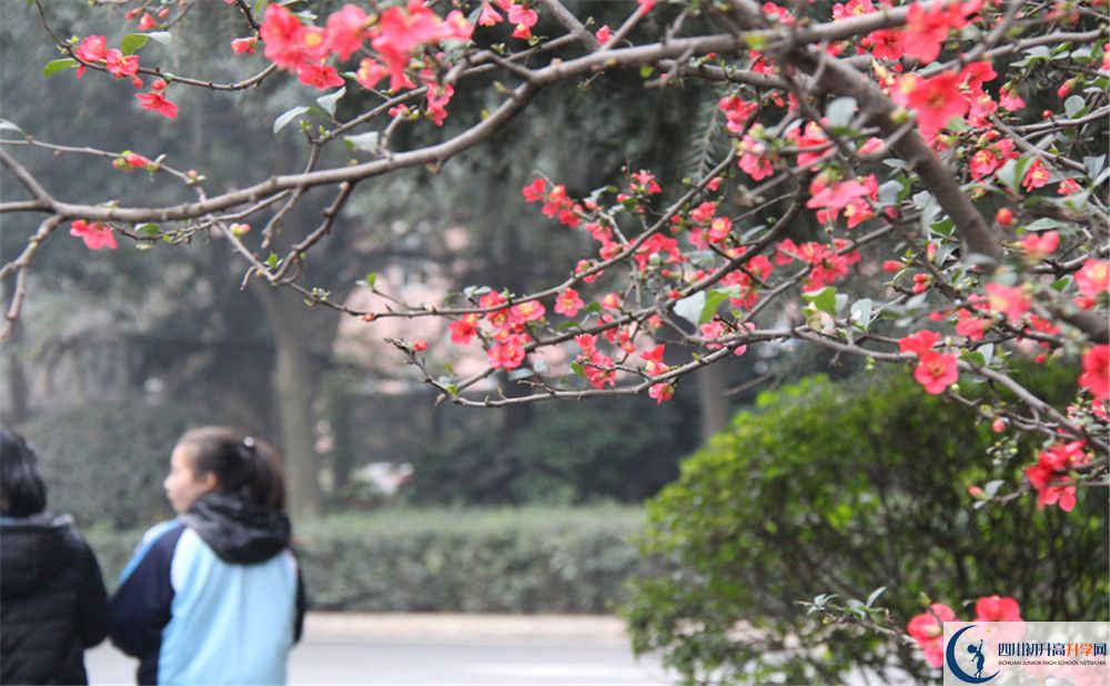 成都36中的地址在哪里？